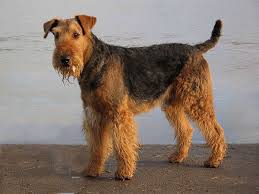 Airedale