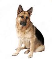 Alsatian