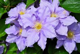 Clematis