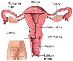 Fallopian