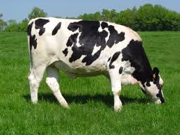 Holstein