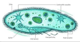 Protozoa