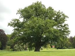 Quercus