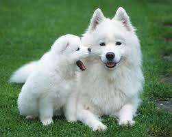 Samoyed