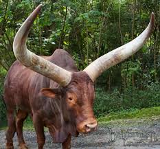 Watusi