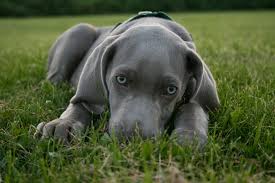 Weimaraner