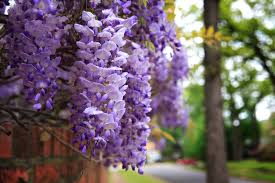 Wisteria