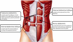 abdominal