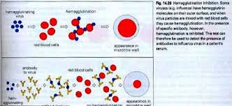 agglutinate