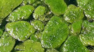 algae