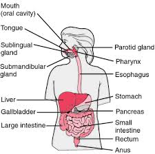 alimentary