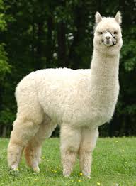 alpaca