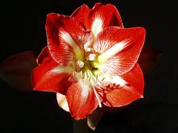 amaryllis