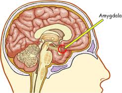 amygdala