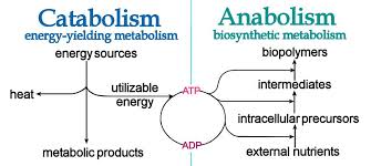 anabolism