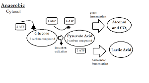 anaerobic