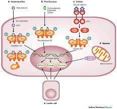 androgen