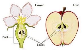 angiosperm