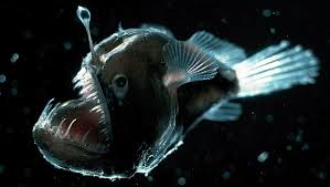 anglerfish