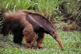 anteater