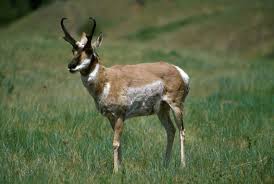 antelope