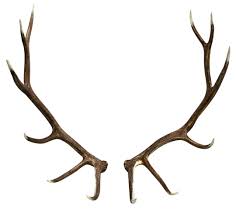 antler