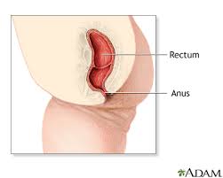 anus