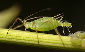 aphid