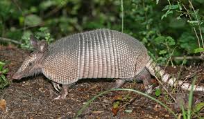 armadillo