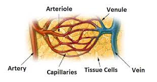 arteriole