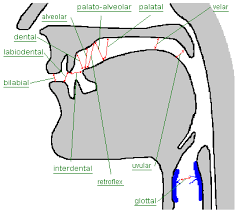 articulation