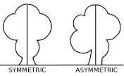 asymmetric