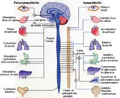 autonomic