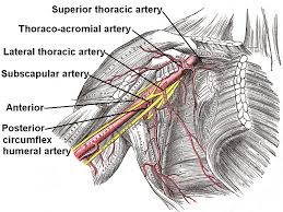 axillary