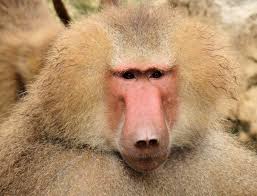 baboon