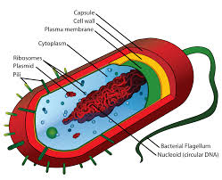 bacterium