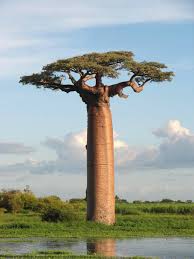 baobab