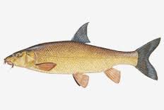 barbel