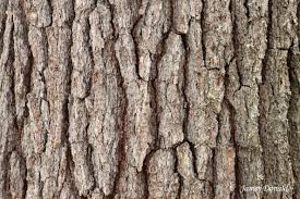 bark