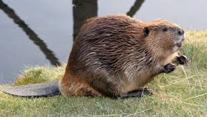 beaver