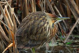 bittern