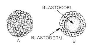 blastula