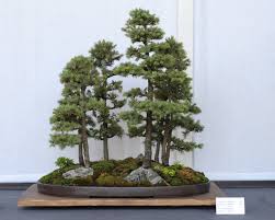 bonsai