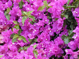 bougainvillea