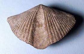 brachiopod