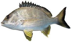 bream