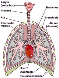 bronchus