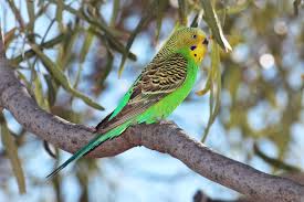 budgerigar