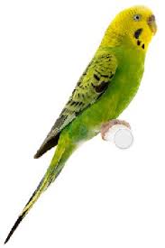 budgie