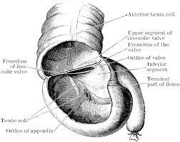 caecum